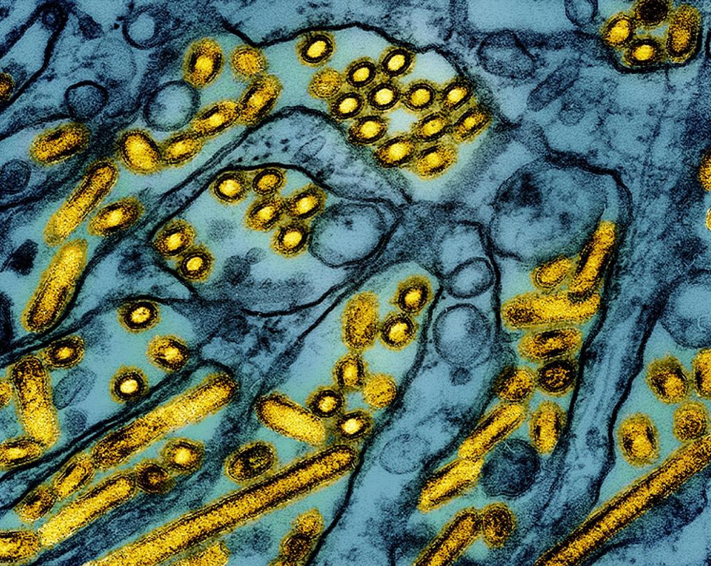How concerned should Marylanders be about bird flu outbreak?