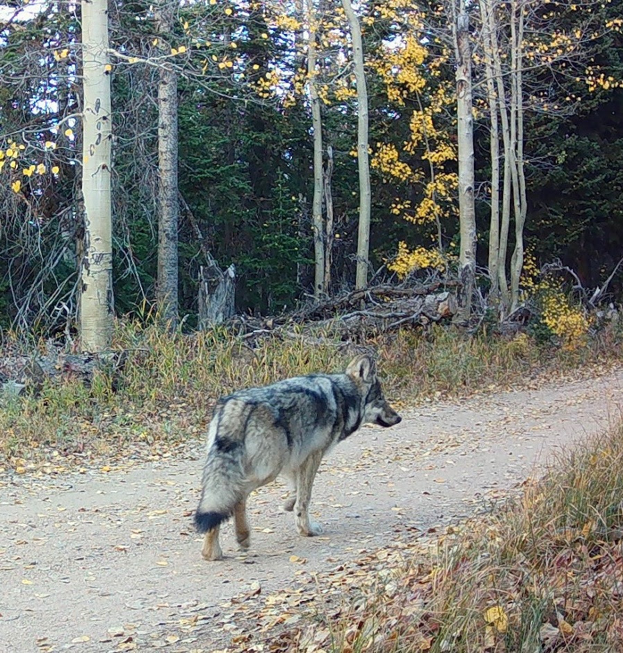 Right the wrong of wolf reintroduction and support the ballot measure
