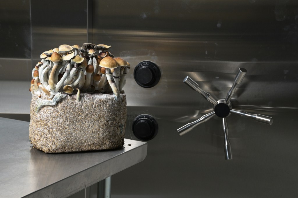 Poison control calls about mushrooms increased with more use