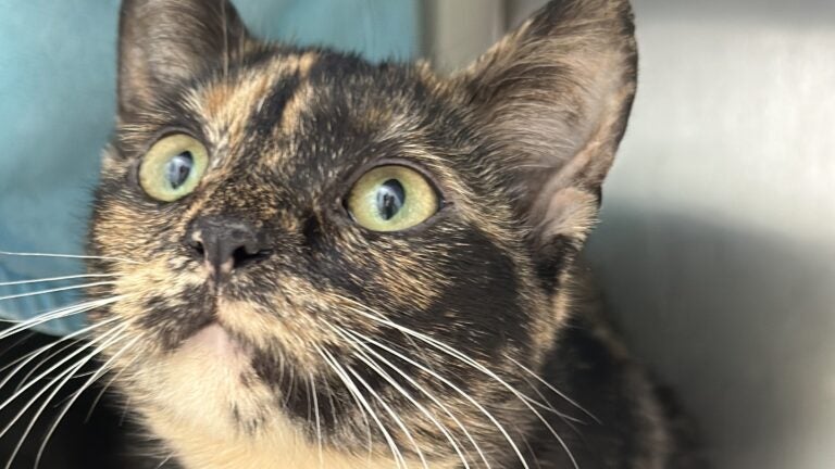 MSPCA seeks adopters for cats removed from Mass. home