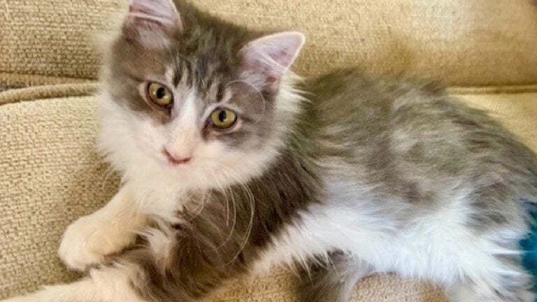 Nearly 40 La. cats arrive at MSPCA same week as dogs from Calif.