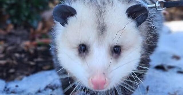 opossum