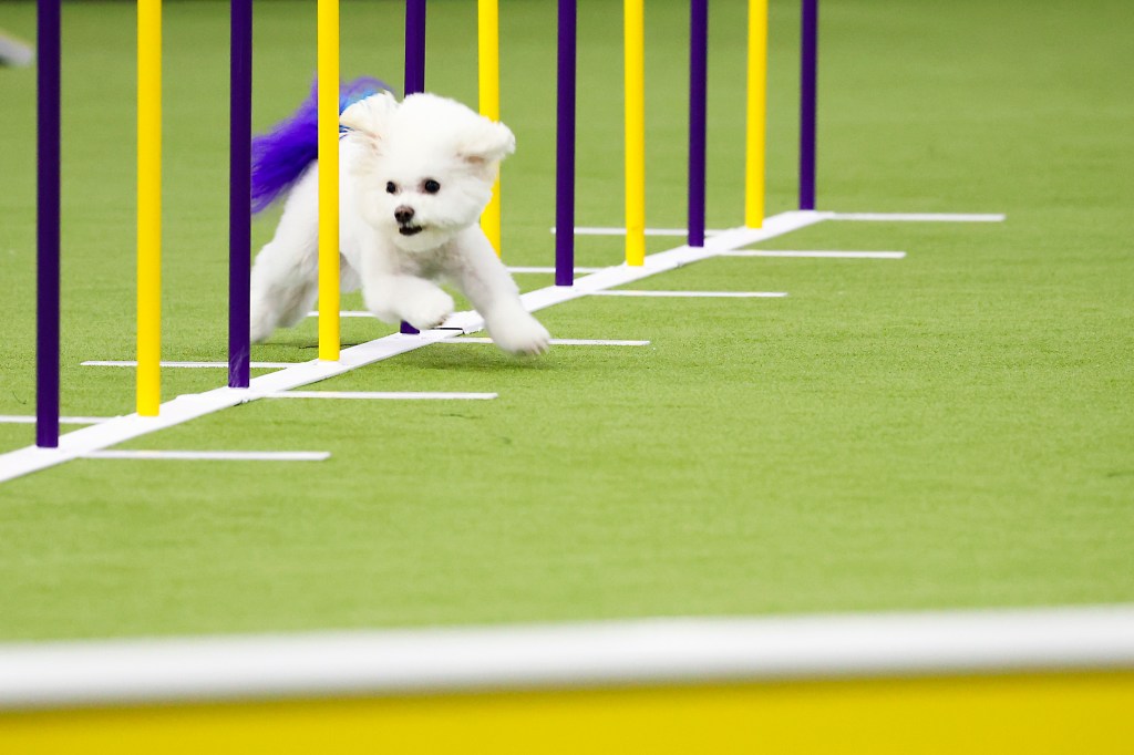 Call it the Dog Bowl. Westminster show’s canine athletes get their piece of Super Bowl weekend – The Virginian-Pilot