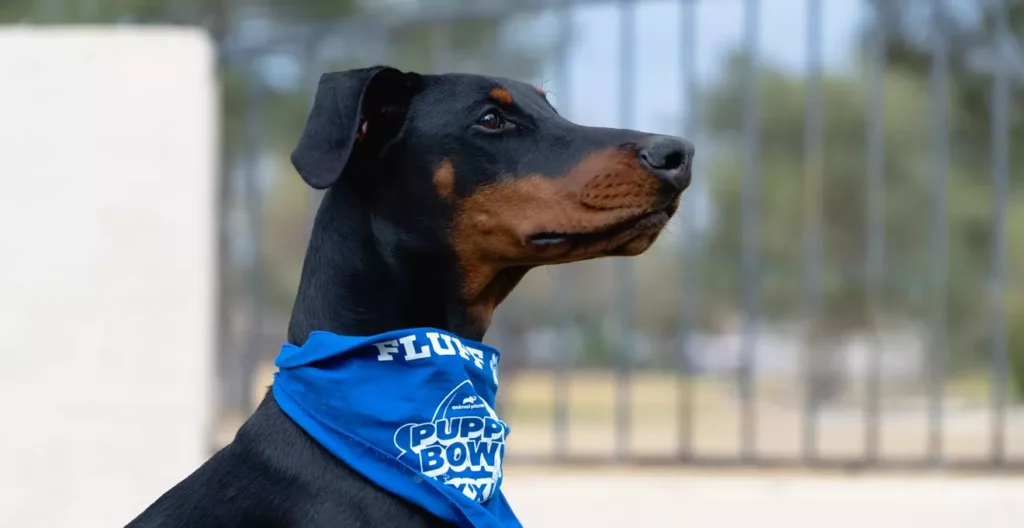 Arizona puppies to show off their skills in 2025 Puppy Bowl