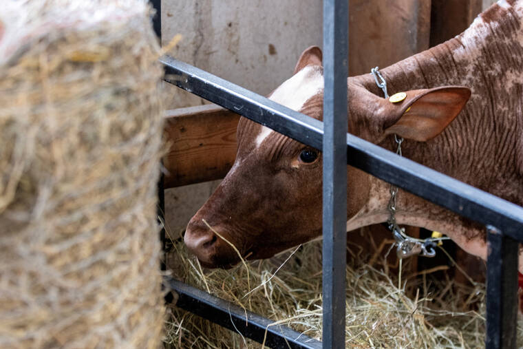 Nevada confirms state’s 1st human case of bird flu in a dairy worker