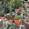 Cacti at Claussen's Florist, Greenhouse & Perennial Farm