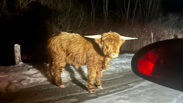Scottish Highland bull on the loose in Connecticut's rural hill country