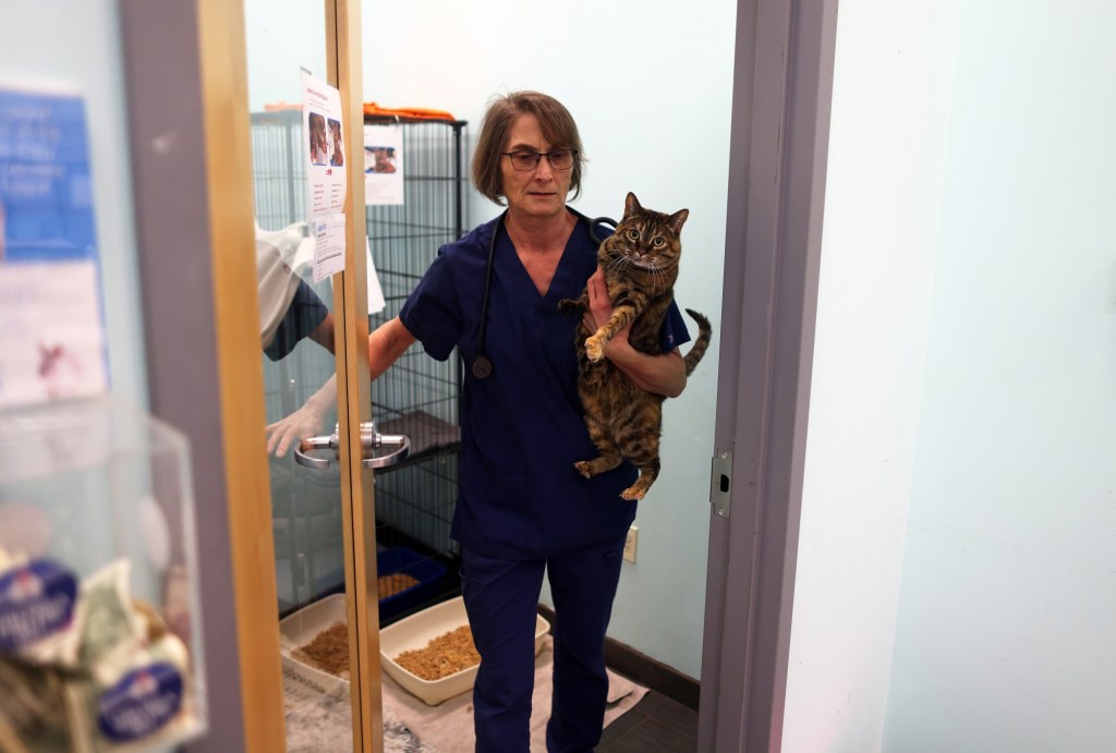 Your questions about cats and bird flu risk, answered – The Virginian-Pilot