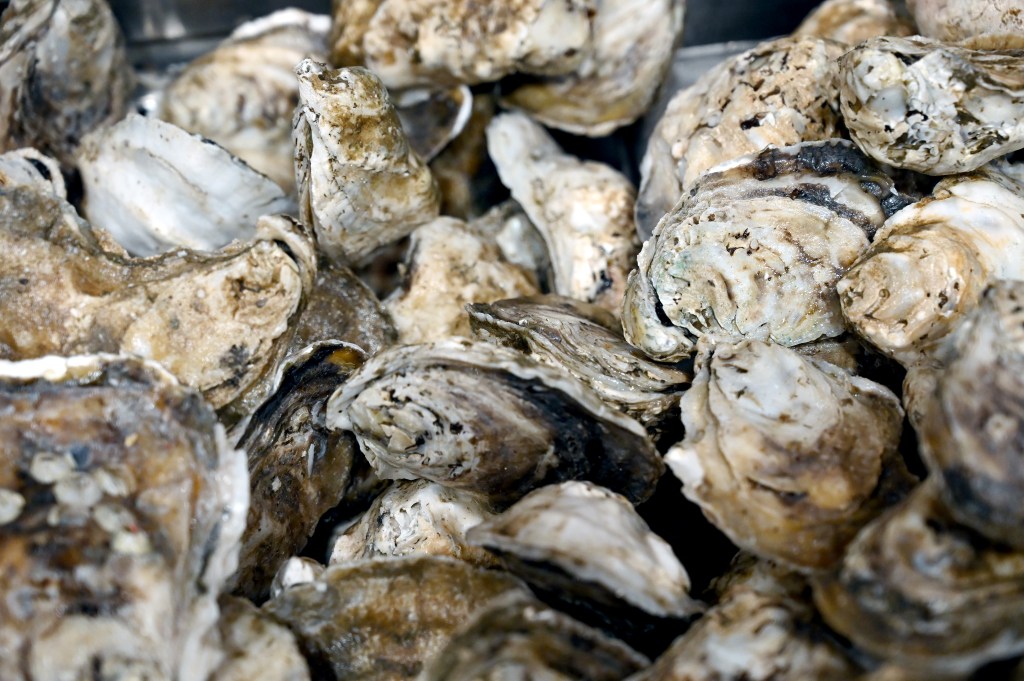 Chesapeake Bay oyster population stays strong, but budget cuts sow concern – Baltimore Sun