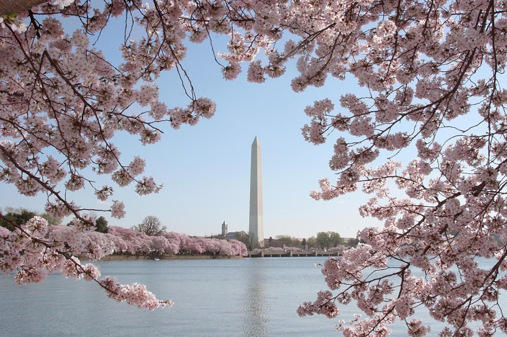 March 27, first cherry trees planted in Washington D.C.