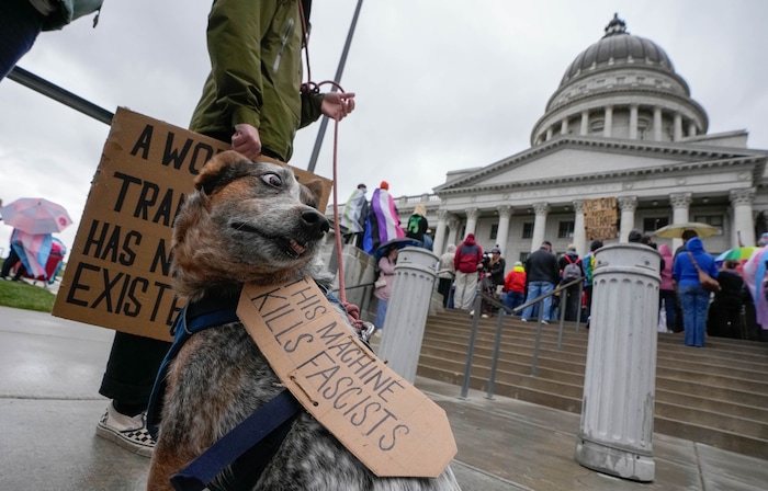 (Francisco Kjolseth  | The Salt Lake Tribune) Iris the dog attends at Transgender Day of Visibility celebrations at the Utah State Capitol, Saturday, March 29, 2025. 