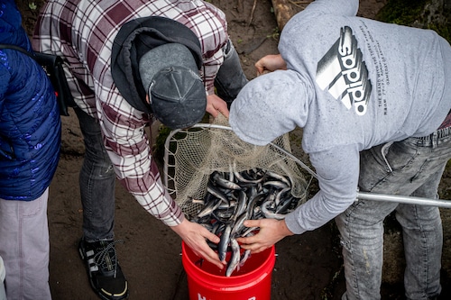 Smelt dipping returns to Sandy River