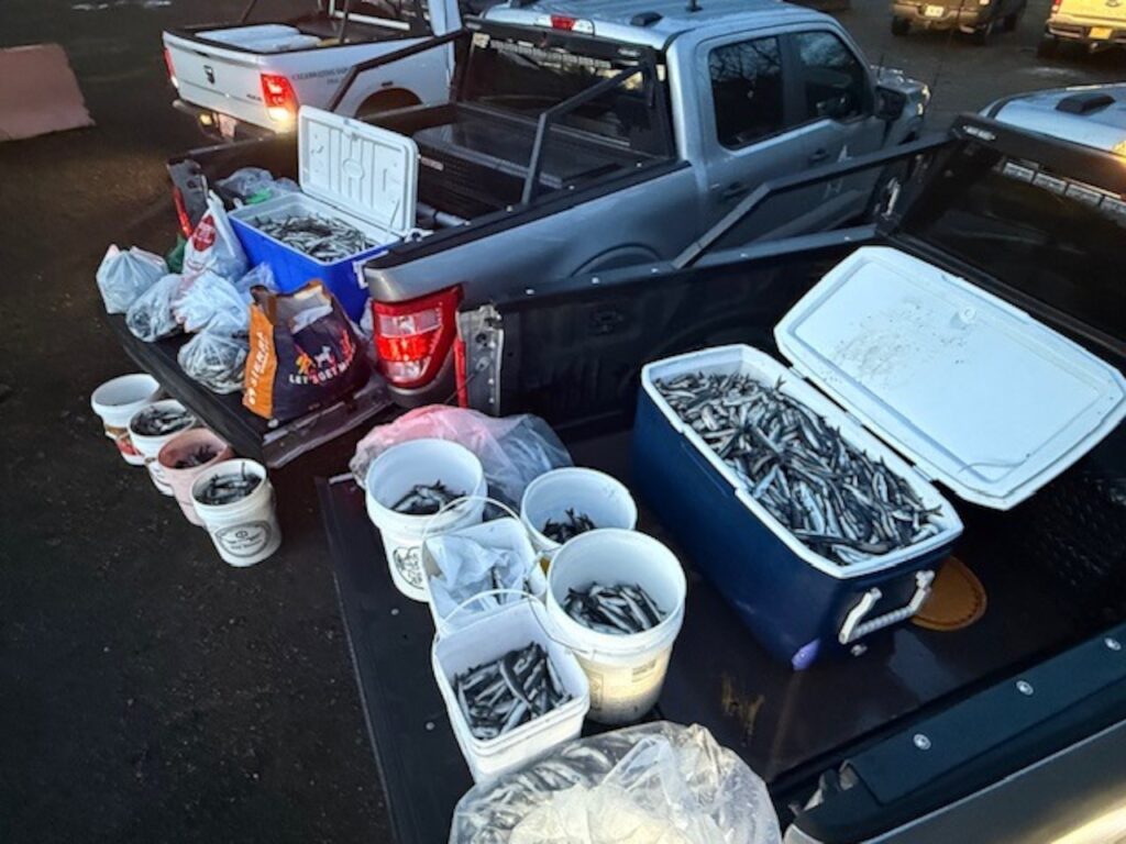 Over a ton of poached smelt seized in Sandy River sting operation