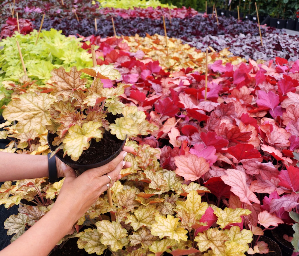 Stock Up at Access Group's Spring Plant Sale