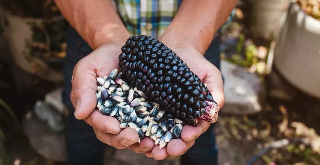 Native chefs promote use of Indigenous ingredients in cooking show, blog