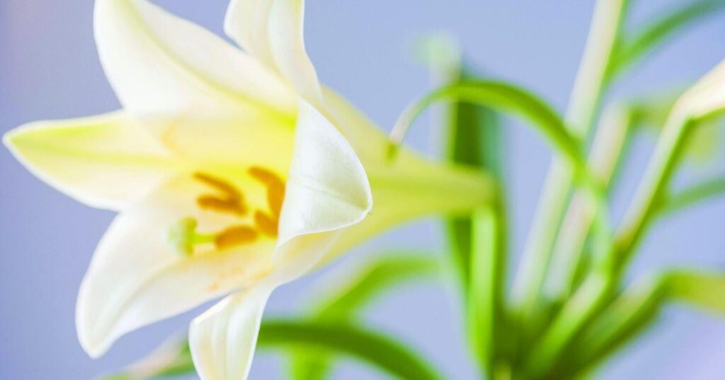 Tips for a poison-safe Easter