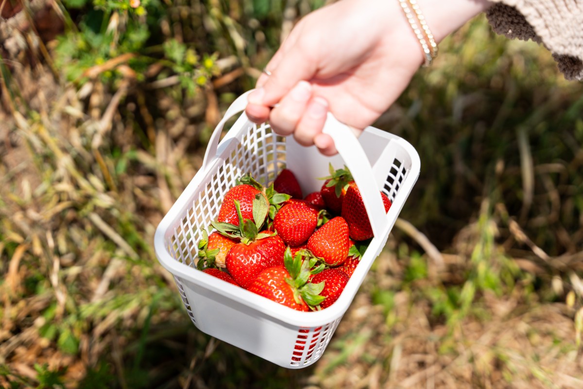 Sweetest strawberry picking spots near Birmingham + festivals 3 Strawberries (Jacob Blankenship / Bham now)