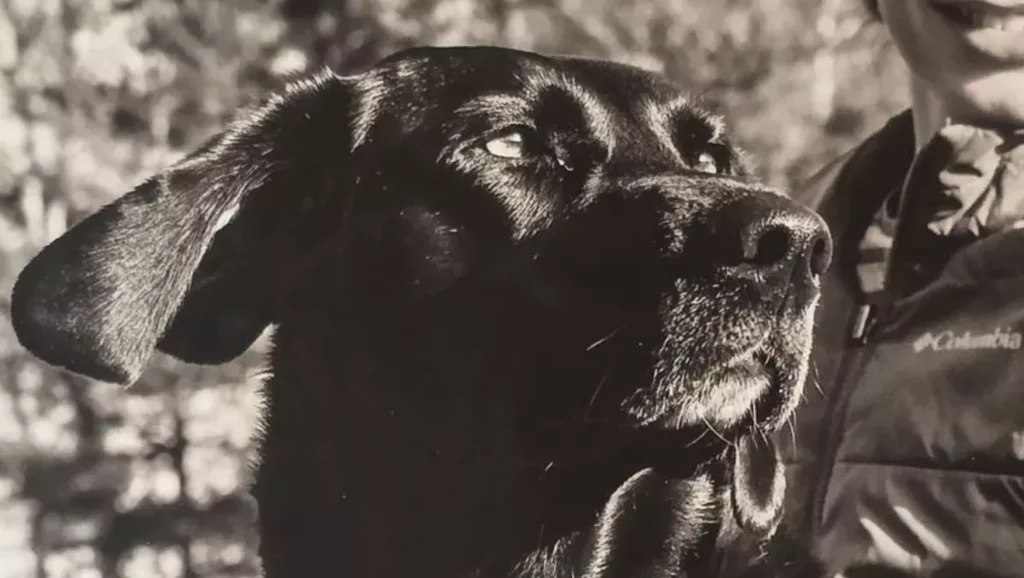 Sessie Louise Crow, 2019-2025 – Bright Star in These Dark Times