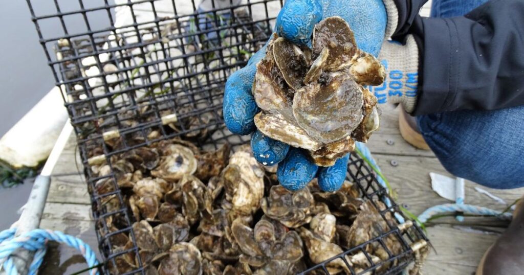 Protecting NH's 'hidden coast': Relief effort underway for Great Bay | News