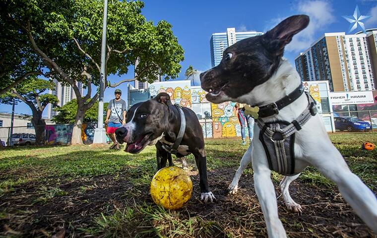 City officials seek community input on dog-friendly parks