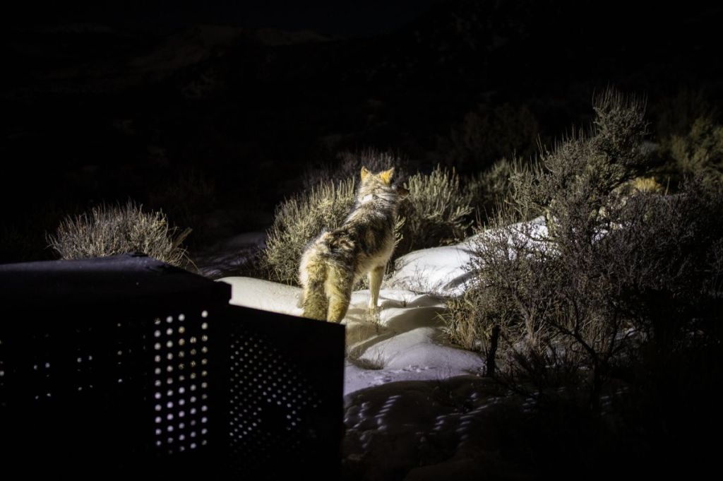 Colorado gray wolf dies in Rocky Mountain National Park