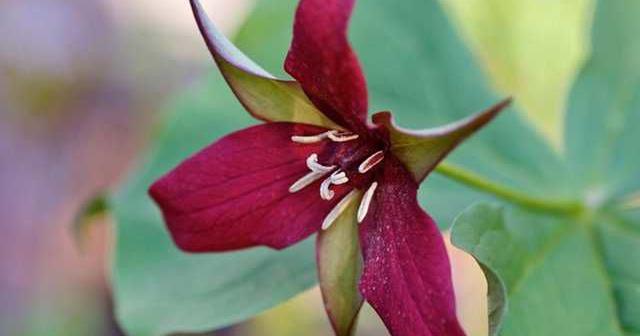 Cheryl LeBlanc's Nature Vision: NH wildflowers | New Hampshire