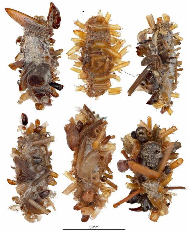RUBINOFF LAB, ENTOMOLOGY SECTION, UNIVERSITY OF HAWAII, MANOA/HANDOUT VIA REUTERS
                                Six specimens of a newly identified carnivorous caterpillar species nicknamed the bone collector, which camouflages itself by wearing body parts of its prey, are seen in this handout image released by the University of Hawaii-Manoa, on April 24.