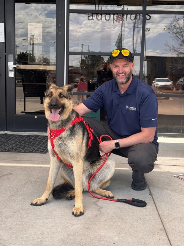 A roaming Denver German Shepherd named Park Hill Dave was captured on April 23, 2025, and adopted by Parks and Recreation Executive Director Jolon Clark. (Courtesy of Denver Parks and Recreation)