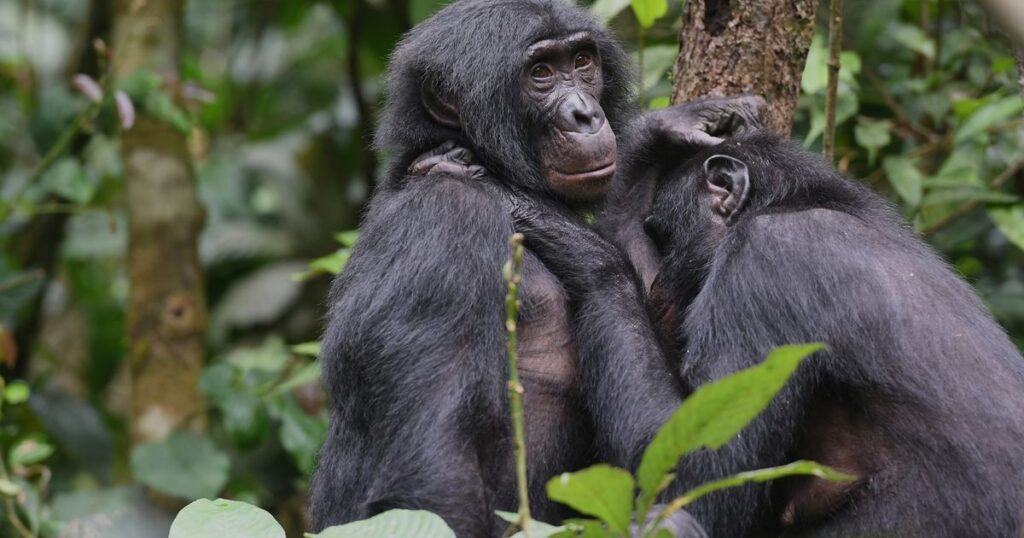 Bonobos in Congo form girl groups to fend off male aggression, study says