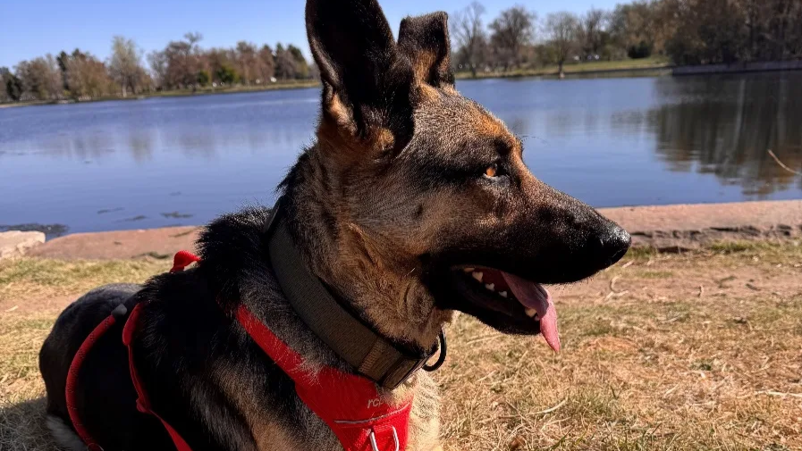 Denver dog bandit Park Hill Dave adopted into forever home