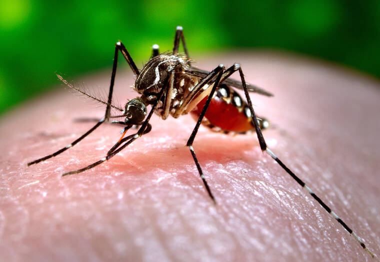 Hawaii reports a 5th case of travel-related dengue this year