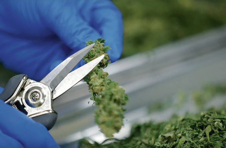 Hawaii’s 25th medical cannabis dispensary opens in Waikiki