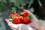 Sweetest strawberry picking spots near Birmingham + festivals