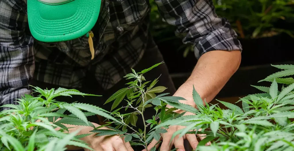 Arizona recreational weed sales continue to plummet