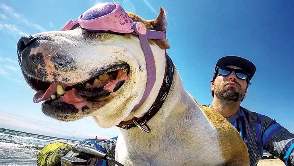 Photo Contest: Is Your Pet the Best of the Beasts? | Promotion | Seven Days