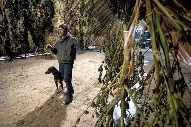 John Rodgers with cannabis drying in his barn - FILE: JEB WALLACE-BRODEUR