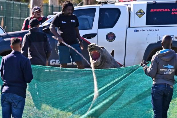 Staff members of the Marine Unit with Shark Spotters facilitate the transportation of an elephant seal that found its way into a residential area in Gordon's Bay, near Cape Town, South Africa, Tuesday, May 27, 2025. (AP Photo)