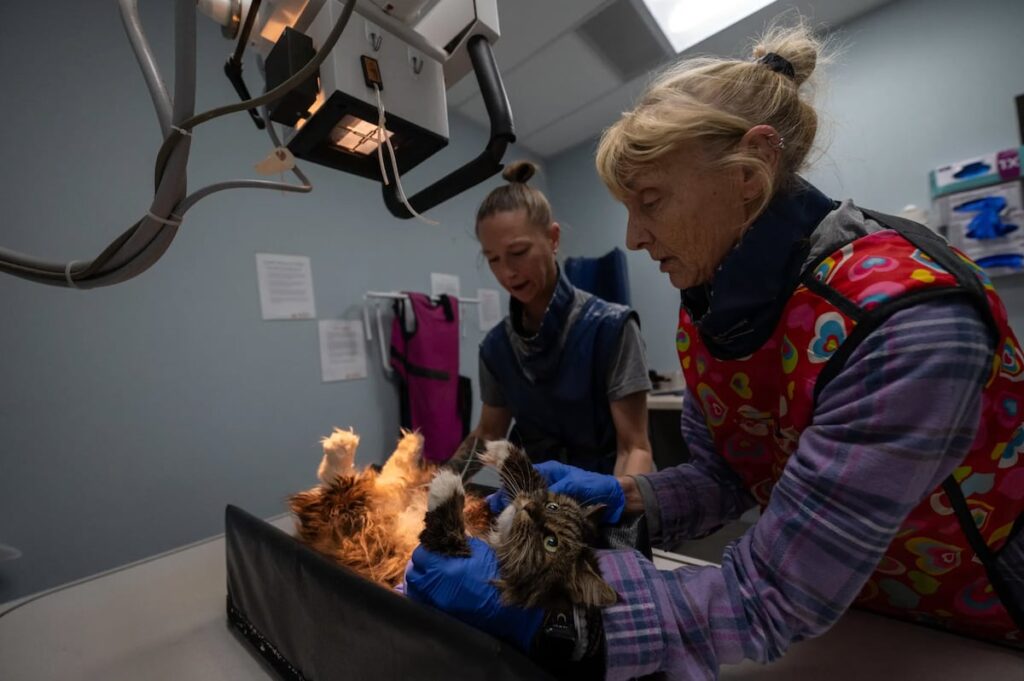 In Bryce Canyon, a cat apparently survived fall that killed her owners