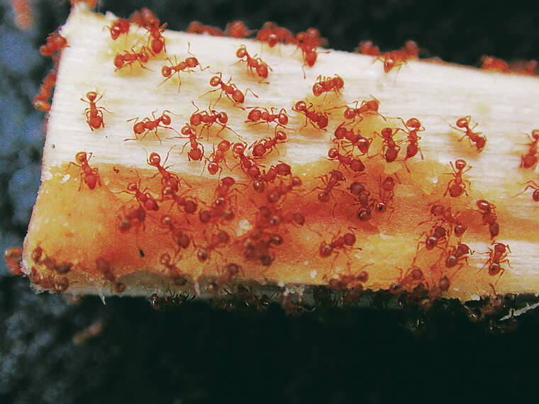 Lanikai Pillbox Trail to be closed various days for little fire ant treatments