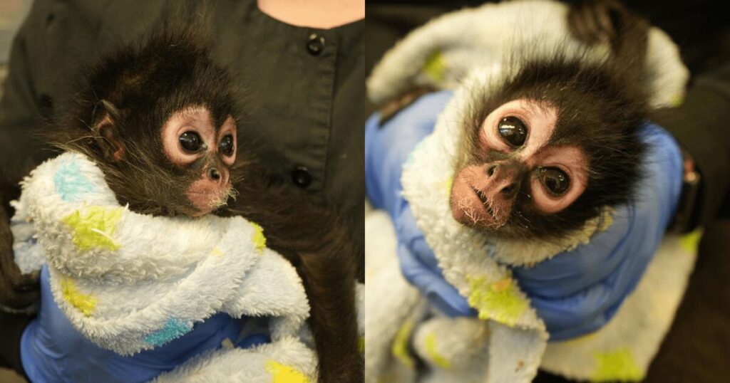 A diptych of an 18-month-old spider monkey.