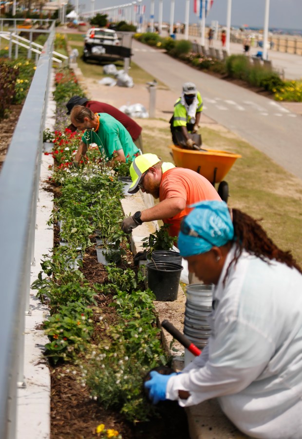 City groundskeepers, including Howard Schierkolk, center, plant flowers along the bike lane at the Oceanfront on Wednesday, June 11, 2025.. (Stephen M. Katz / The Virginian-Pilot)