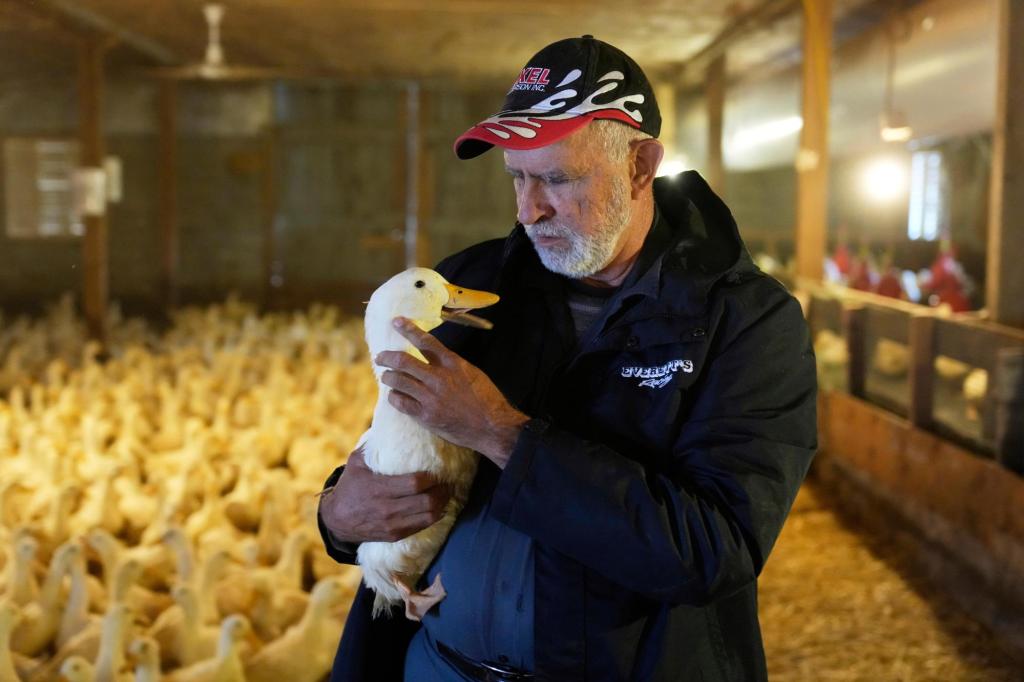 Ducks return to a Long Island farm that lost its entire flock to the bird flu