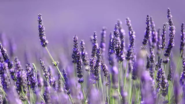 Lavender - © SERBAN ENACHE | DREAMSTIME