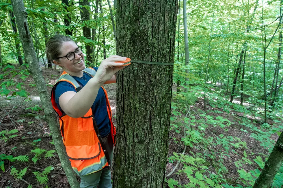 Jill Levine measuring trees for consideration in the plot - JEB WALLACE-BRODEUR