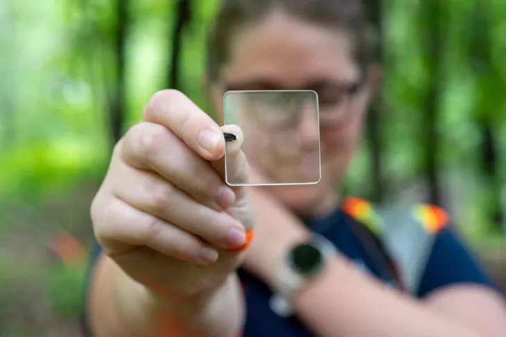 Jill Levine using a prism to measure trees - JEB WALLACE-BRODEUR