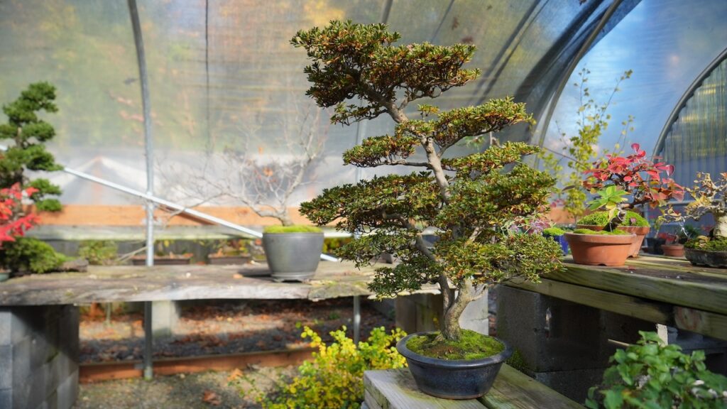 Summer gardening events: Portland Orchid Society sale, bonsai demos and more