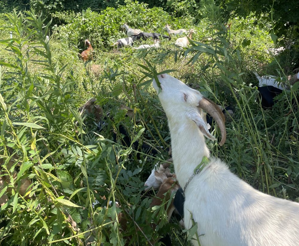 Reclaiming Durham's "Paper Streets"—With Help from Goats
