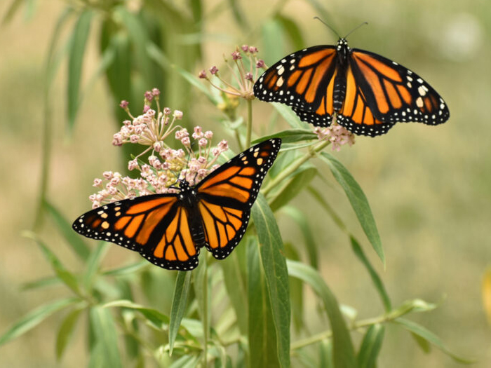 Festival of Butterflies – Event_Image [EVENT]