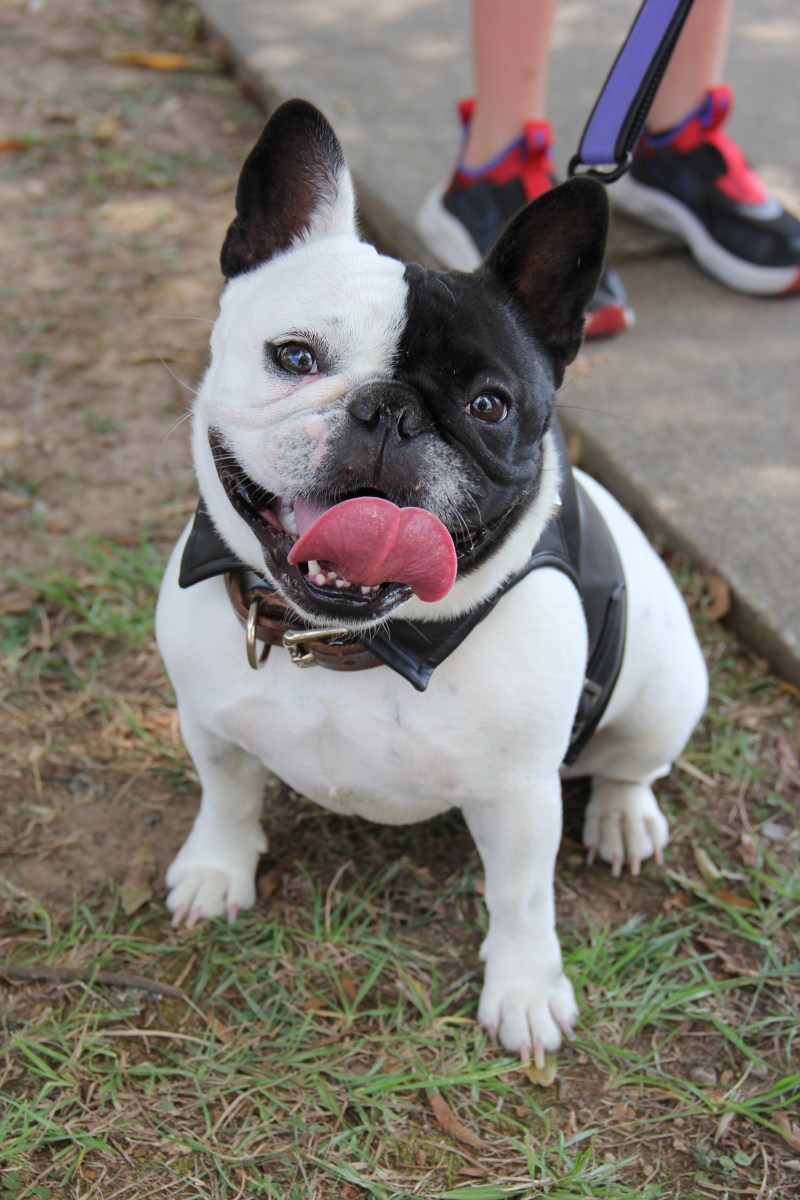 Why Dog Daze is the place to be, August 9—food, pup strut + free admission 5 Dog Daze