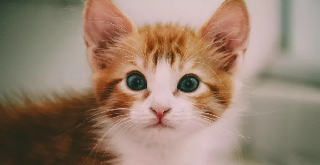 Phoenix theaters host CatVideoFest screenings this week